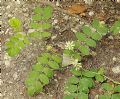 Astragalus glycyphillos